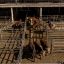 Argentina allows live cattle exports as Milei scraps 1973 policy