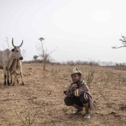  Un niño posa para una fotografía junto a un rebaño de vacas afuera de la facultad de agricultura de la Universidad de Jos. Foto de OLYMPIA DE MAISMONT / AFP | Foto:AFP