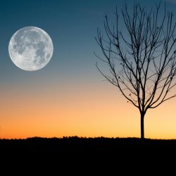 Luna llena de Gusano.
