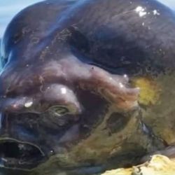 Este no es el primer descubrimiento inusual de Fedortsov, quien previamente ha publicado imágenes de peces con ojos amarillos, similares a dragones, e incluso un tiburón duende prehistórico; criaturas que parecen pertenecer a otro mundo. 