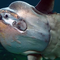 Este no es el primer descubrimiento inusual de Fedortsov, quien previamente ha publicado imágenes de peces con ojos amarillos, similares a dragones, e incluso un tiburón duende prehistórico; criaturas que parecen pertenecer a otro mundo. 