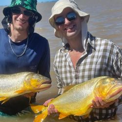En esta ocasión no se dieron, pero días anteriores, además del tigre del río, el Plata viene regalando varios ejemplares de cachorros de surubí. 