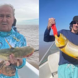 En esta ocasión no se dieron, pero días anteriores, además del tigre del río, el Plata viene regalando varios ejemplares de cachorros de surubí. 