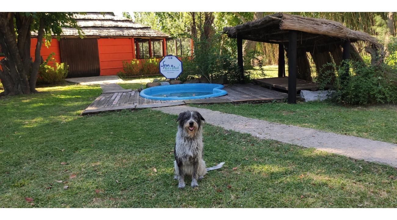 Spa Pet’s Land: Un Paraíso de Cuidado y Confort para tu Mascota en Cañuelas