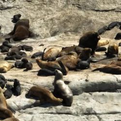La colonia de lobos marinos de Punta Marqués sigue en aumento