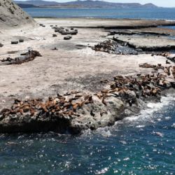 La colonia de Lobos Marinos se encuentra en una zona en la que está prohibido por ley acercarse a más de 500 metros a la redonda. 