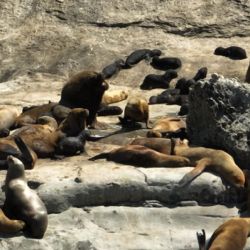 Durante la temporada nacieron 125 crías de lobos marinos