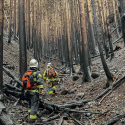 Bomberos caminando entre árboles quemados mientras luchan contra un incendio forestal en la ciudad de Ofunato. Foto de AFP | Foto:AFP