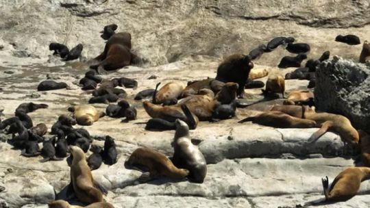 Se registró un récord de nacimientos de lobos marinos en Chubut