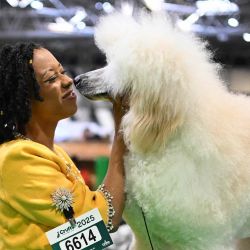 Catrina Dkasey y "Olaf", un caniche estándar, en la exposición canina Crufts en el Centro Nacional de Exposiciones de Birmingham, en el centro de Inglaterra. Foto de Oli SCARFF / AFP | Foto:AFP