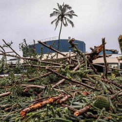 Un árbol caído se encuentra en una carretera frente a unos edificios en Coolangatta. Foto de DAVID GRAY / AFP | Foto:AFP