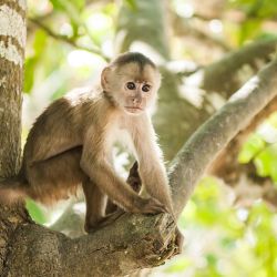 Desde la peruana Iquitos, la capital de Loreto, es posible embarcarse en un viaje de ensueño por la Amazonía en crucero o en lodges.