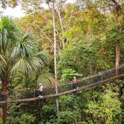 La Amazonía peruana se puede disfrutar en barco o en lodges en el medio de la selva.