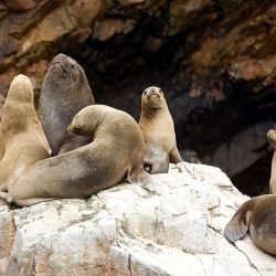 Playas, desierto y cultura en Ica, un destino de Perú con mucho por descubrir.