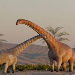 Chadititan calvoi fue un dinosaurio herbívoro de cuello largo. 
