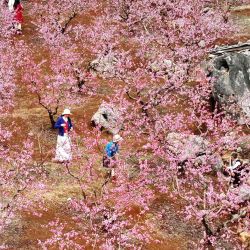 Imagen tomada con un dron de personas tomando fotografías entre flores de durazno, en el distrito autónomo yao de Gongcheng, en la región autónoma zhuang de Guangxi, en el sur de China. | Foto:Xinhua/Zhou Hua