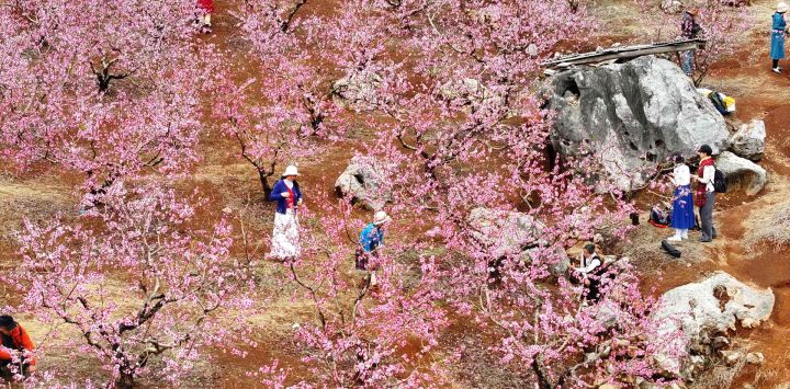 Imagen tomada con un dron de personas tomando fotografías entre flores de durazno, en el distrito autónomo yao de Gongcheng, en la región autónoma zhuang de Guangxi, en el sur de China.