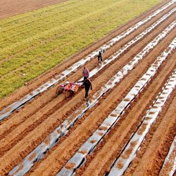 Vista aérea tomada con un dron de agricultores cubriendo papas con una película de mantillo en una tierra de cultivo del poblado de Zhongcun, en la provincia de Shandong, en el este de China. | Foto:Xinhua/Wu Jiquan