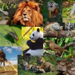 Los especialistas argentinos participaron de un curso internacional sobre fauna.