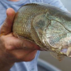 Tras algunos años discretos, esta temporada volvió con todo la pesca de tarariras, la vedette de este ámbito. 