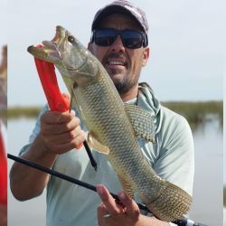 Tras algunos años discretos, esta temporada volvió con todo la pesca de tarariras, la vedette de este ámbito. 