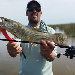 Tras algunos años discretos, esta temporada volvió con todo la pesca de tarariras, la vedette de este ámbito. 