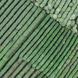 Imagen tomada con un dron de agricultores recolectando hojas de té en un jardín de té, en la aldea de Xiayanbei del poblado de Dongming, en el distrito de Xinchang de la provincia de Zhejiang, en el este de China. | Foto:Xinhua/Weng Xinyang