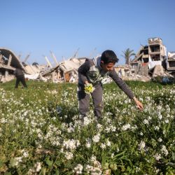 Un niño palestino recoge flores entre los escombros de los edificios destruidos en el campamento de refugiados palestinos de Bureij, en el centro de la Franja de Gaza. | Foto:Eyad Baba / AFP