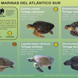 Se trata de una tortuga Cabezona o como es su nombre científico, Caretta Caretta. Suelen medir entre 40 y 90 centímetros de longitud y pesar entre 15 a 80 kilos.