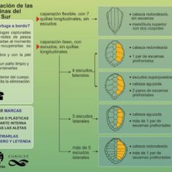 Se trata de una tortuga Cabezona o como es su nombre científico, Caretta Caretta. Suelen medir entre 40 y 90 centímetros de longitud y pesar entre 15 a 80 kilos.