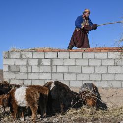 Esta foto muestra al pastor Enebold Davaa alimentando a su ganado en Kharkhorin, en la provincia de Ovorkhangai, en el centro de Mongolia. | Foto:JADE GAO / AFP
