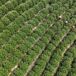 Imagen tomada con un dron de agricultores recolectando hojas de té en un jardín de té, en la aldea de Zhongyan de la ciudad de Leqing, en la provincia de Zhejiang, en el este de China. | Foto:Xinhua/Cai Kuanyuan