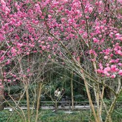 Imagen tomada con un dron de personas tomando fotografías entre flores en el área escénica de Taohuayuan, en el distrito autónomo tujia y miao de Youyang, en el suroeste de China. | Foto:Xinhua/Qiu Hongbin