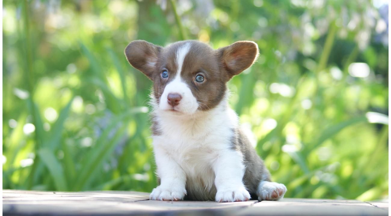 Della Baita di Grandi: La pubertad en los perros, una etapa clave en su desarrollo, su adolescencia.