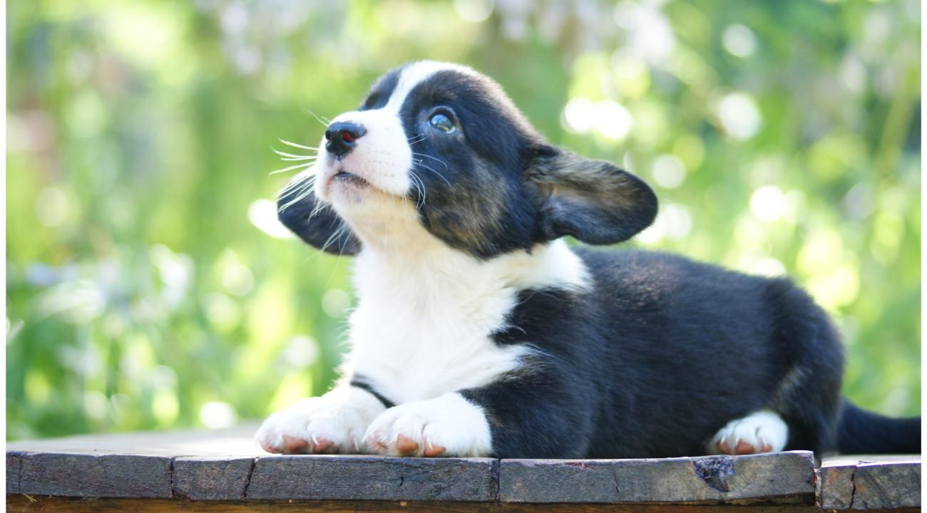 Della Baita di Grandi: La pubertad en los perros, una etapa clave en su desarrollo, su adolescencia.