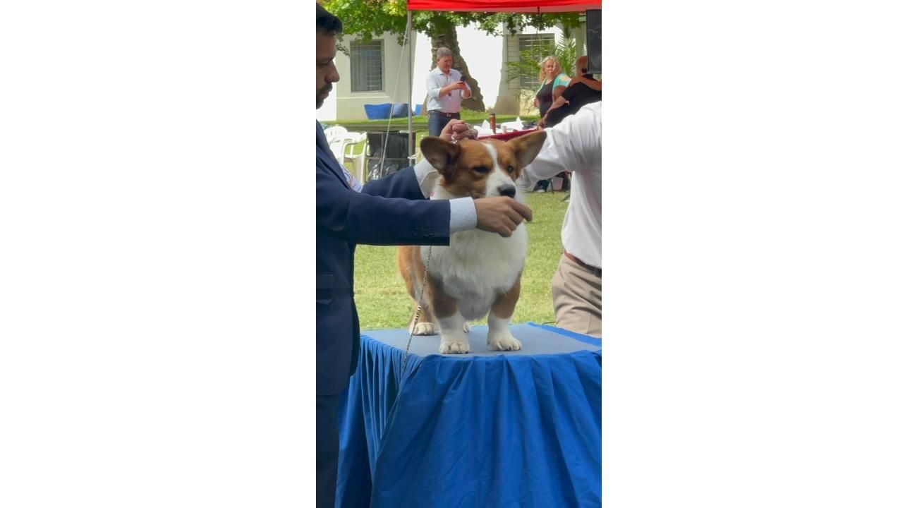 Della Baita di Grandi: La pubertad en los perros, una etapa clave en su desarrollo, su adolescencia.