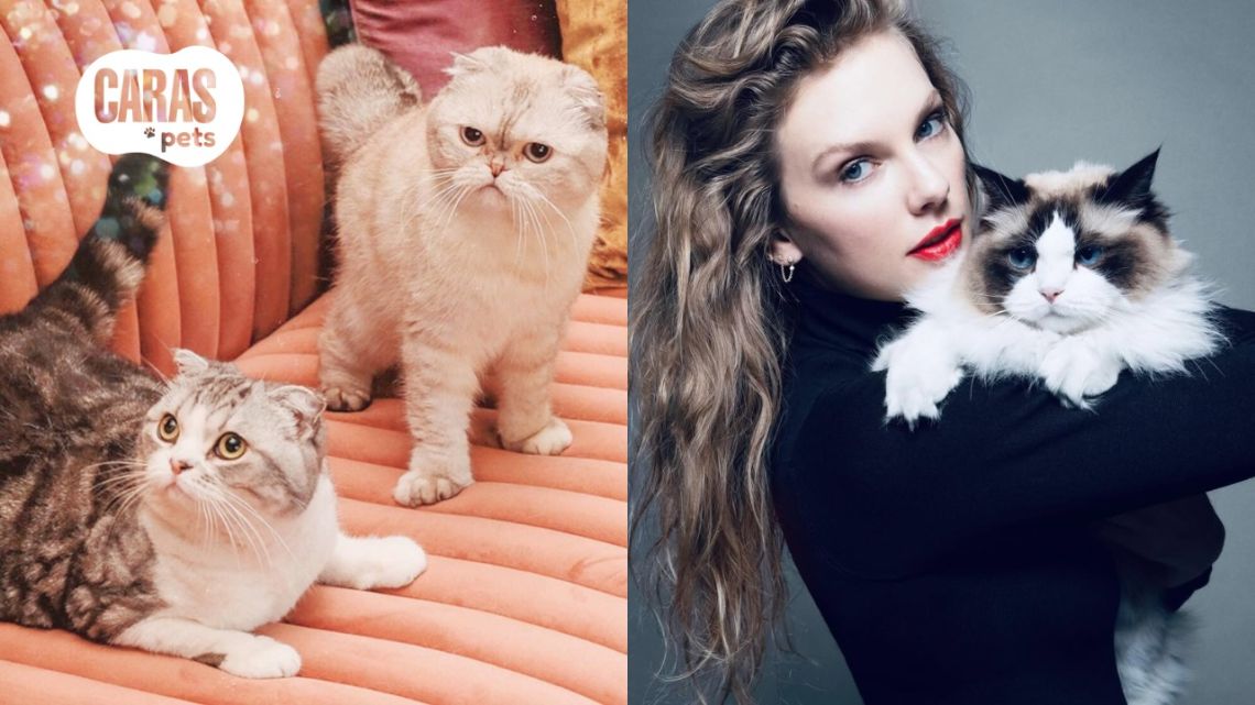 Taylor Swift y sus gatos estrella: Olivia, Meredith y Benjamin, los reyes de Instagram