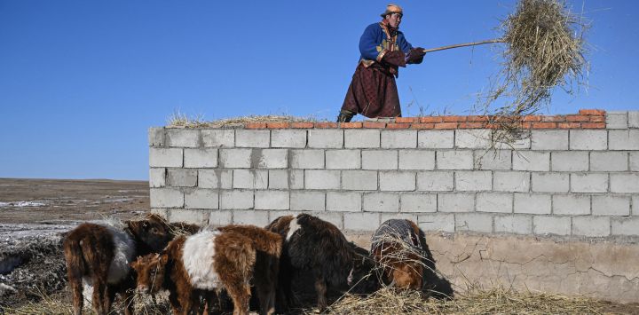 Esta foto muestra al pastor Enebold Davaa alimentando a su ganado en Kharkhorin, en la provincia de Ovorkhangai, en el centro de Mongolia.