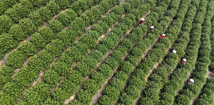 Imagen tomada con un dron de agricultores recolectando hojas de té en un jardín de té, en la aldea de Zhongyan de la ciudad de Leqing, en la provincia de Zhejiang, en el este de China.