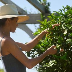 Meghan Markle: vendiendo polvo de flores y miel ya generan un impacto de 10 millones de dólares