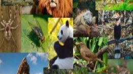 1403_fauna