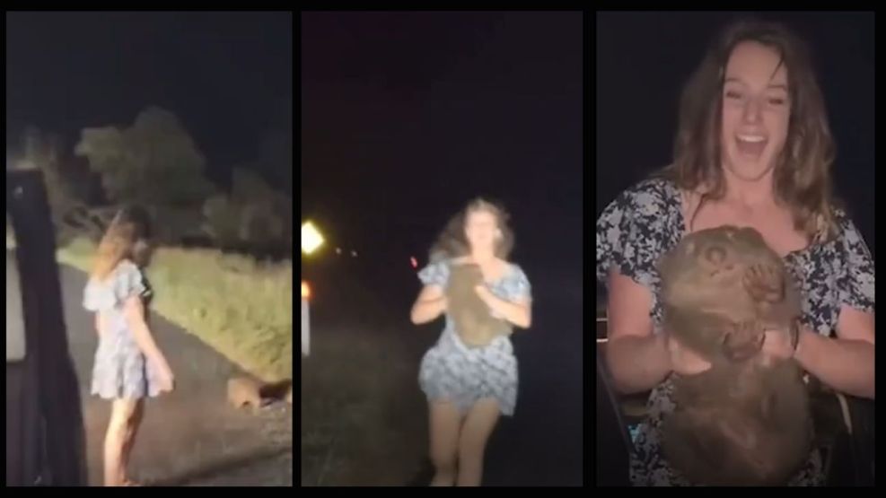 Una influencer capturó a una cría de wómbat para un video y hubo escándalo nacional: abandonó el país