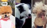 Los perros más famosos de Hollywood: desde estrellas de cine hasta influencers de Instagram