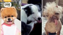 Los perros más famosos de Hollywood