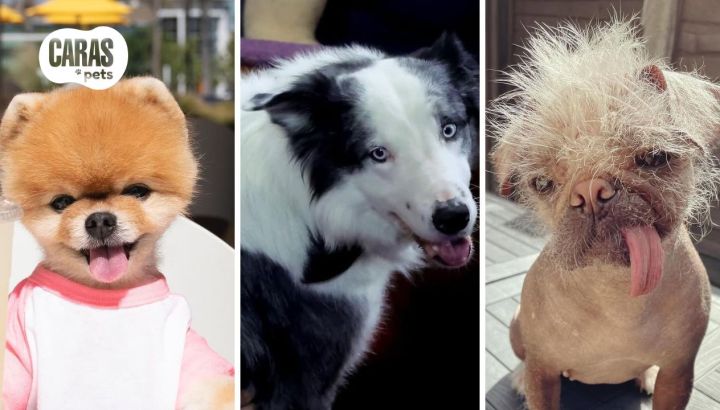Los perros más famosos de Hollywood: desde estrellas de cine hasta influencers de Instagram