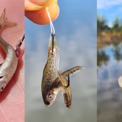  En estas jornadas que aún hace calor, es clave el cuidado de la mojarra. Doble balde si es posible, para poder cambiar el agua cada cierta cantidad de horas, y el uso de aireadores.