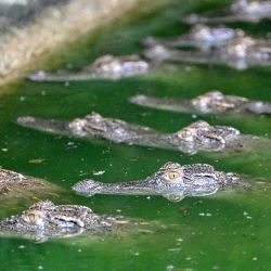 Esta foto muestra crías de cocodrilo siamés descansando en el agua del Centro de Cría de Cocodrilos Siameses del zoológico Phnom Tamao, en la provincia camboyana de Takeo. | Foto:TANG CHHIN SOTHY / AFP