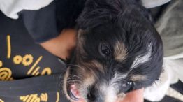 Rescatan cachorros de perros