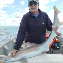 A la pesca de cazones se sumaron los meros, besugos colorados, bagres grandes, pez palo y alguna pescadilla. El salmón brilló por su ausencia, pero con la presencia de los escualos, nadie se acordó de ellos. 