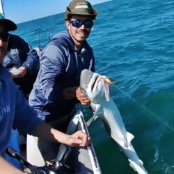 A la pesca de cazones se sumaron los meros, besugos colorados, bagres grandes, pez palo y alguna pescadilla. El salmón brilló por su ausencia, pero con la presencia de los escualos, nadie se acordó de ellos. 